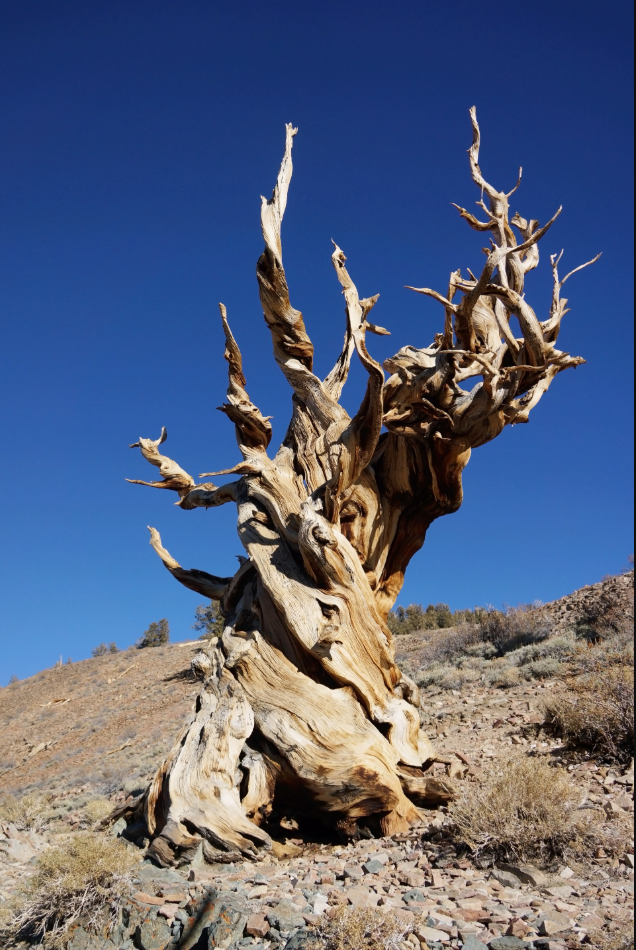 This California forest has a tree that’s nearly 5,000 years old. But its location is a closely guarded secret